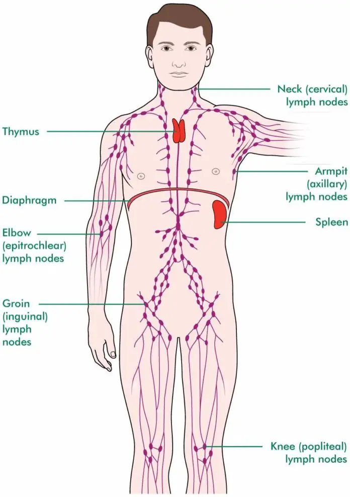 Lymph node locations