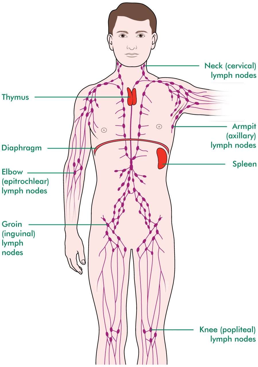 Lymph Node Locations: Chart for Armpits, Head, Neck, Groin ...